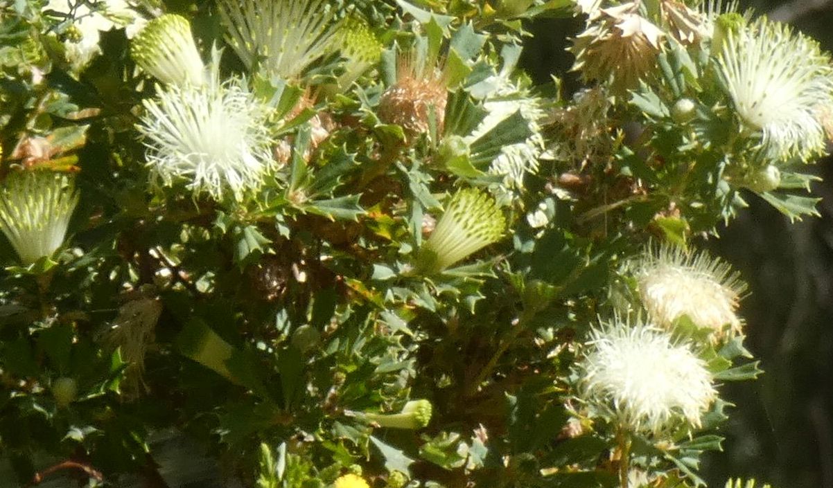 Dall''Australia (WA): Banksia sessilis (Proteaceae)