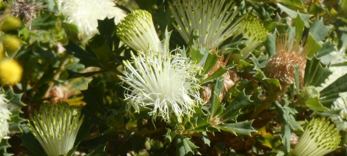 Dall''Australia (WA): Banksia sessilis (Proteaceae)