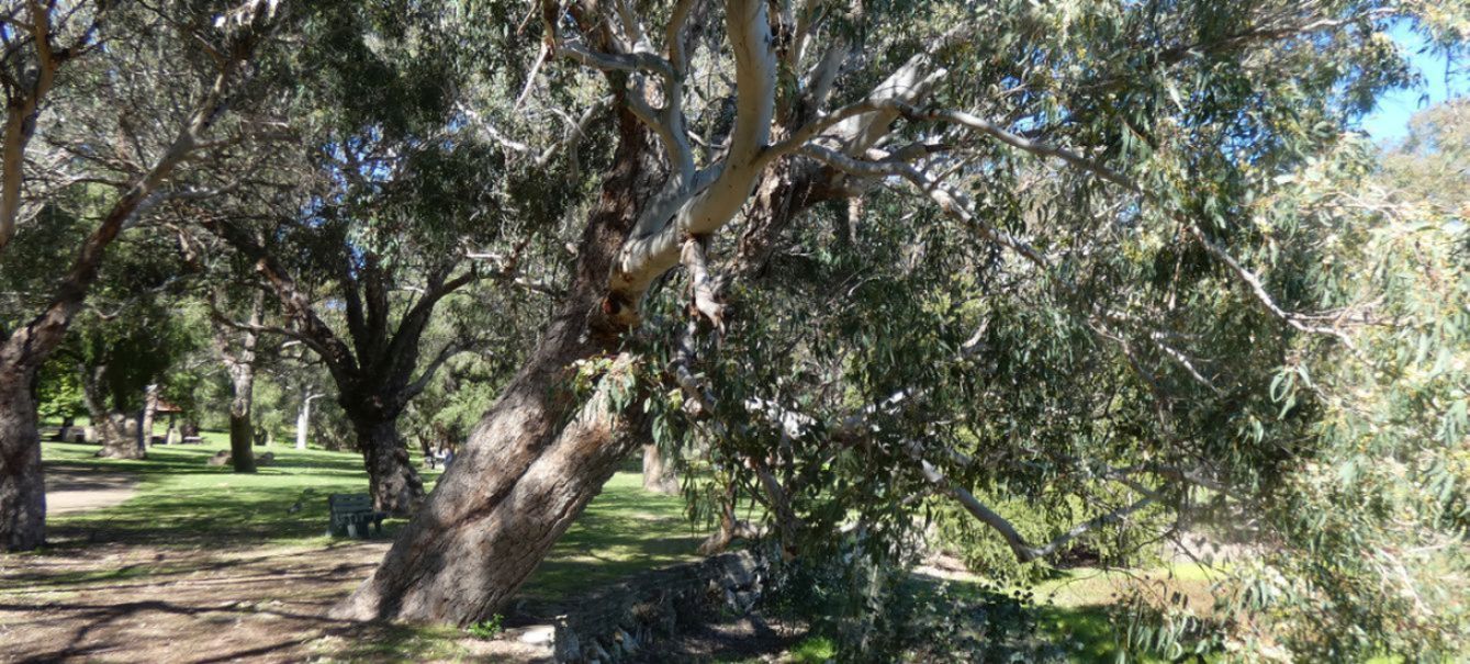 Dall''Australia (WA): Eucalyptus rudis (Myrtaceae)