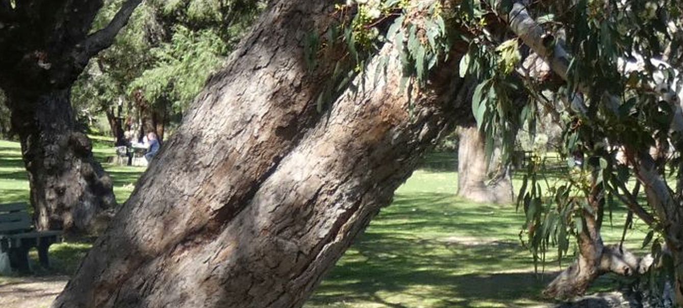Dall''Australia (WA): Eucalyptus rudis (Myrtaceae)