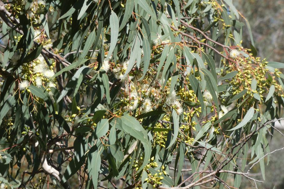 Dall''Australia (WA): Eucalyptus rudis (Myrtaceae)