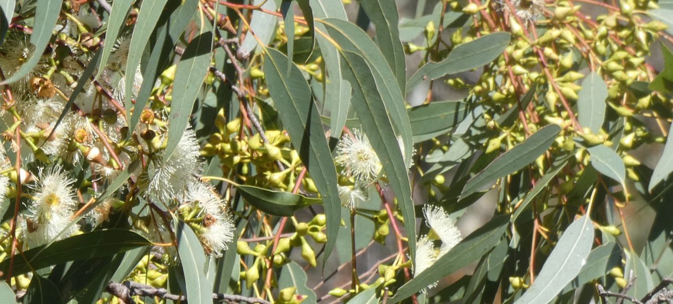 Dall''Australia (WA): Eucalyptus rudis (Myrtaceae)