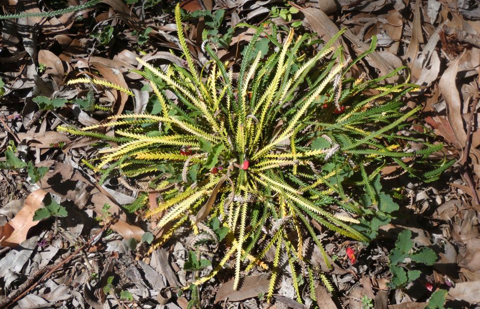 Dall''Australia (WA): Banksia dallanneyi (Proteaceae)