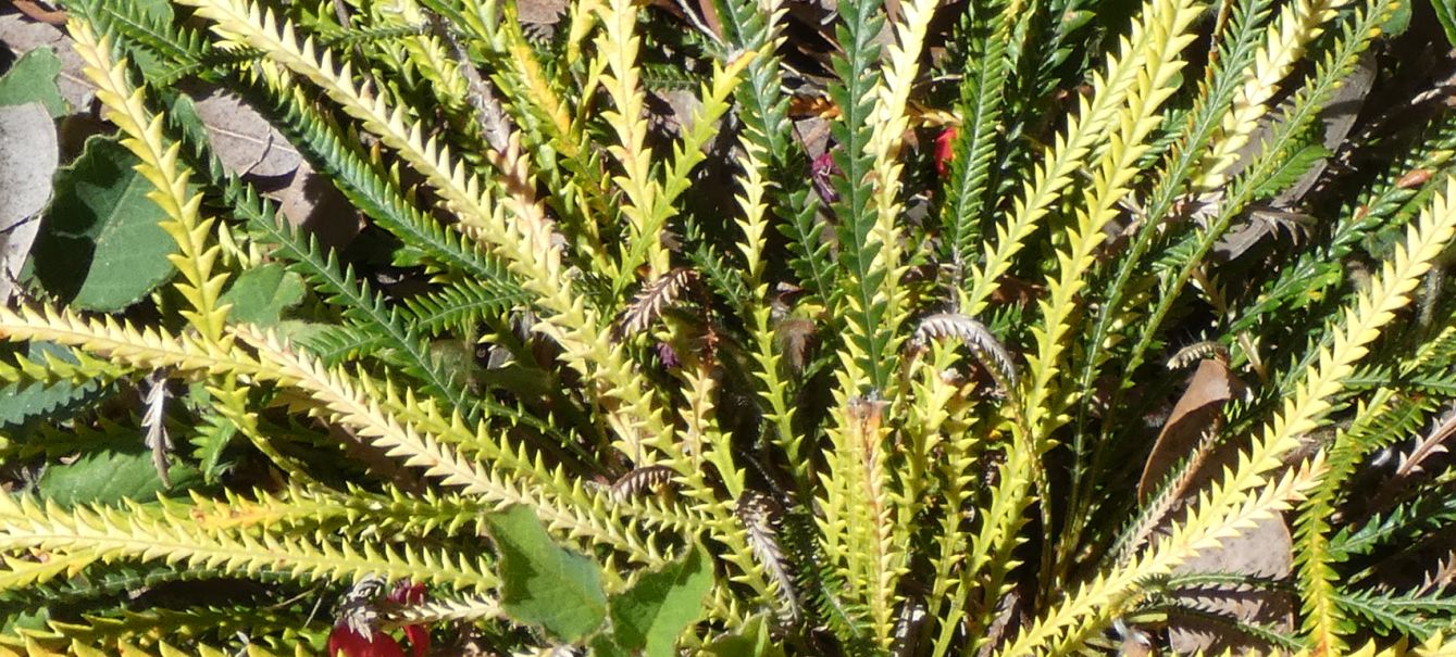 Dall''Australia (WA): Banksia dallanneyi (Proteaceae)