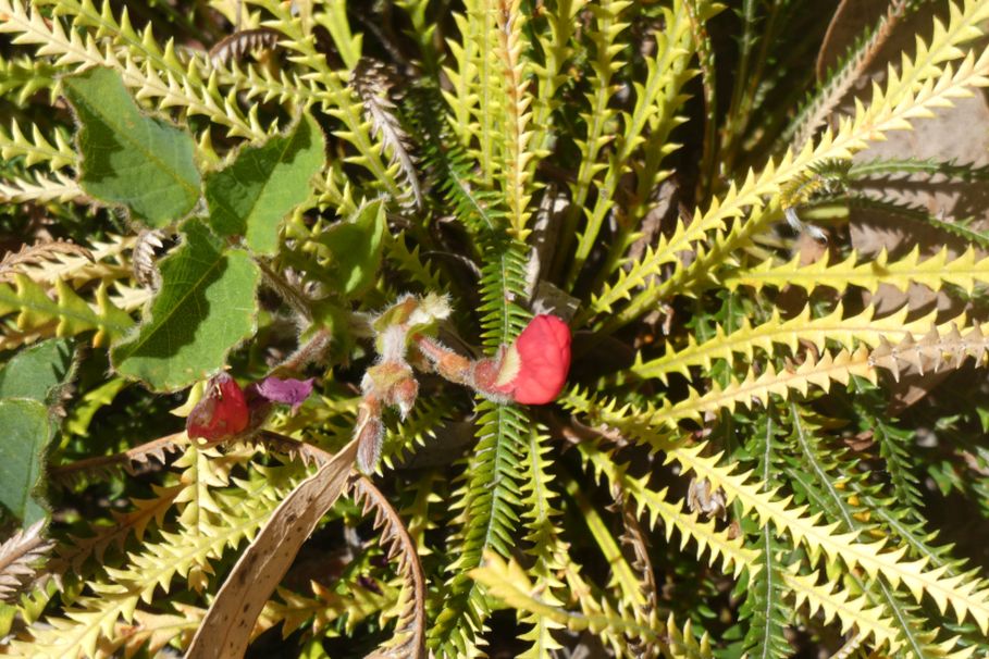 Dall''Australia (WA): Kennedia prostrata (Fabaceae)