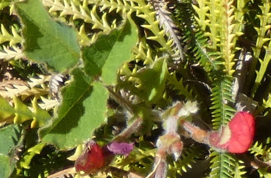 Dall''Australia (WA): Kennedia prostrata (Fabaceae)