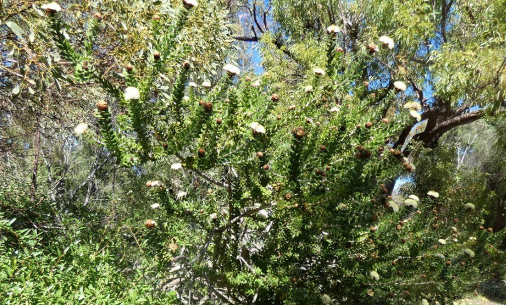 Dall''Australia (WA): Melaleuca megacephala (Myrtaceae)