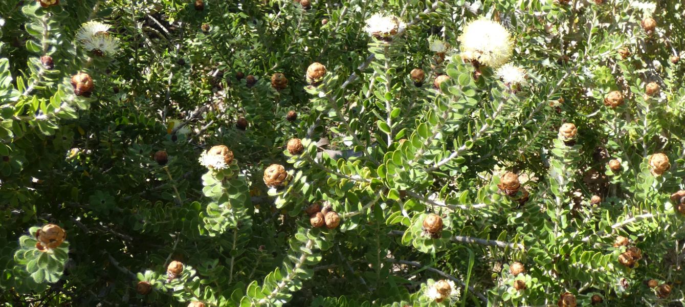 Dall''Australia (WA): Melaleuca megacephala (Myrtaceae)