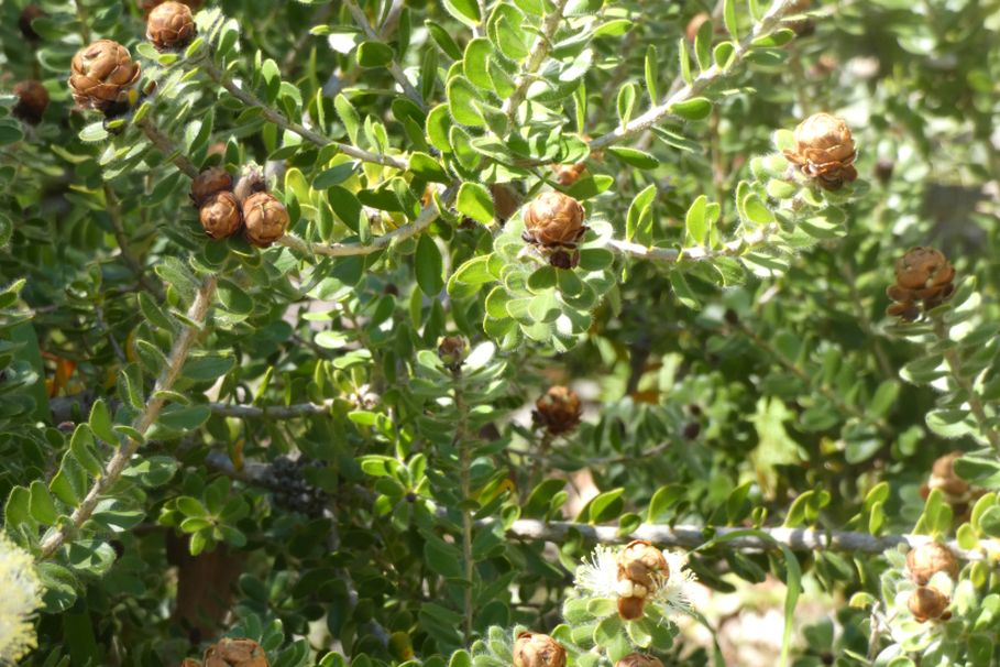 Dall''Australia (WA): Melaleuca megacephala (Myrtaceae)