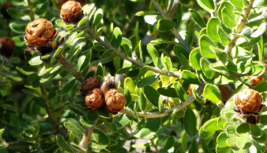 Dall''Australia (WA): Melaleuca megacephala (Myrtaceae)