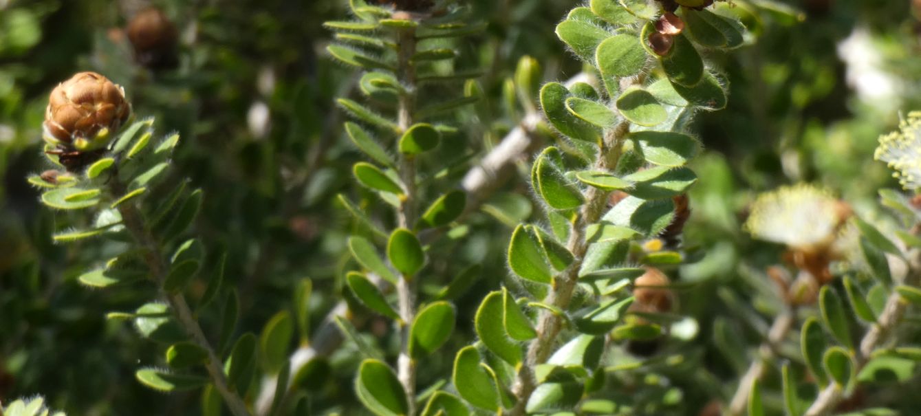 Dall''Australia (WA): Melaleuca megacephala (Myrtaceae)