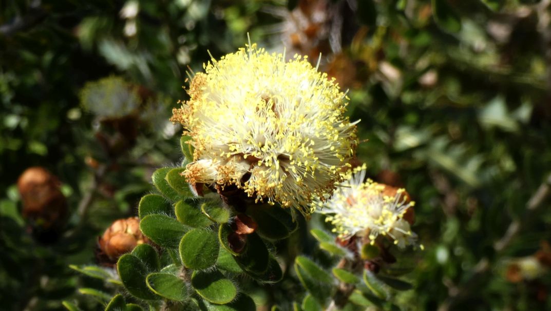 Dall''Australia (WA): Melaleuca megacephala (Myrtaceae)