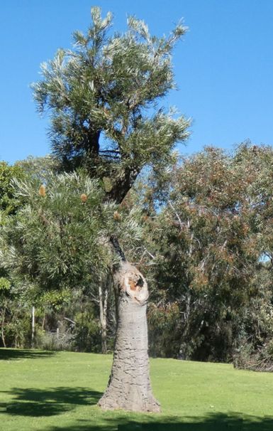 Dall''Australia (WA): Banksia littoralis (Proteaceae)