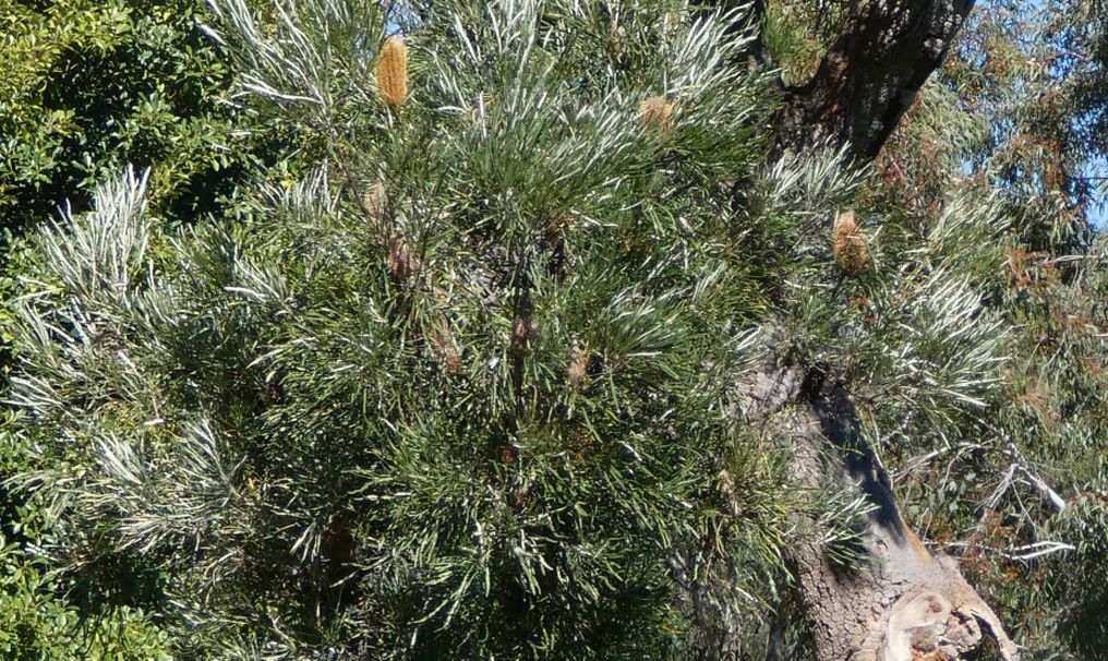 Dall''Australia (WA): Banksia littoralis (Proteaceae)