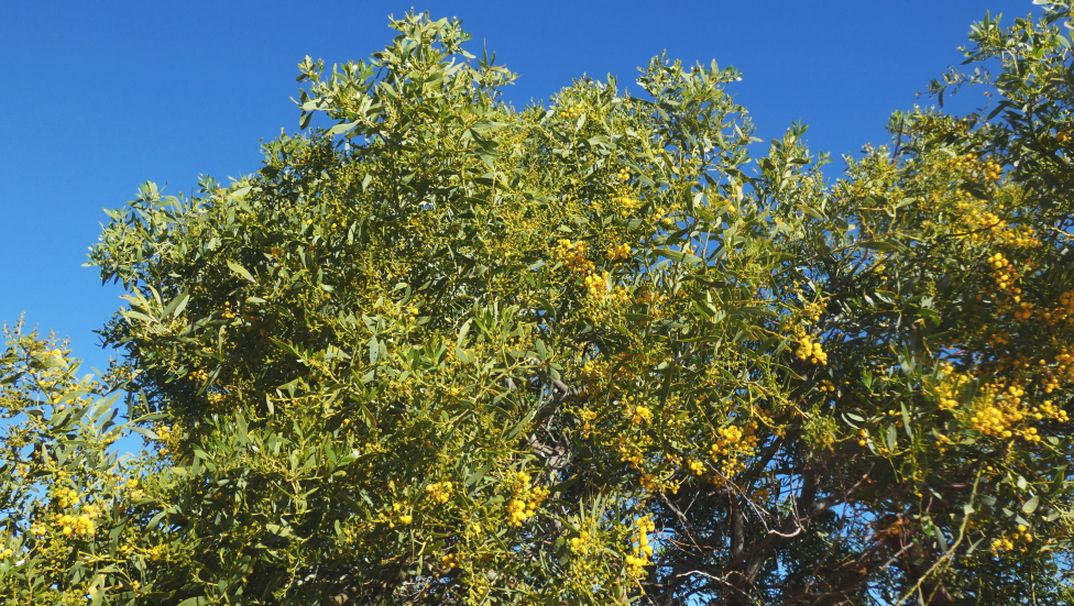 Dall''Australia (WA): Acacia xanthina (Fabaceae)