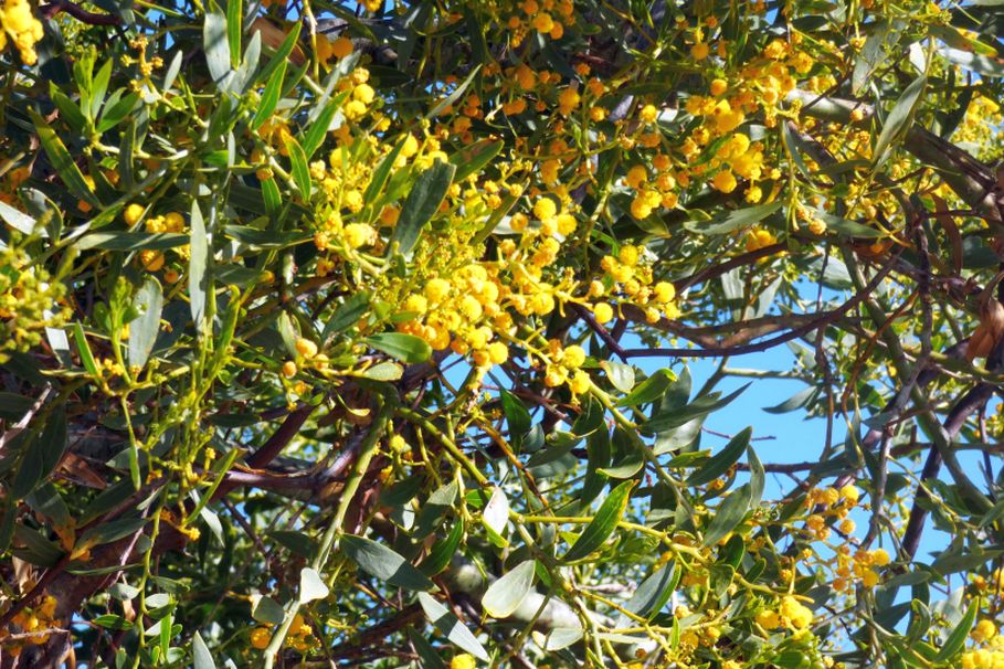 Dall''Australia (WA): Acacia xanthina (Fabaceae)