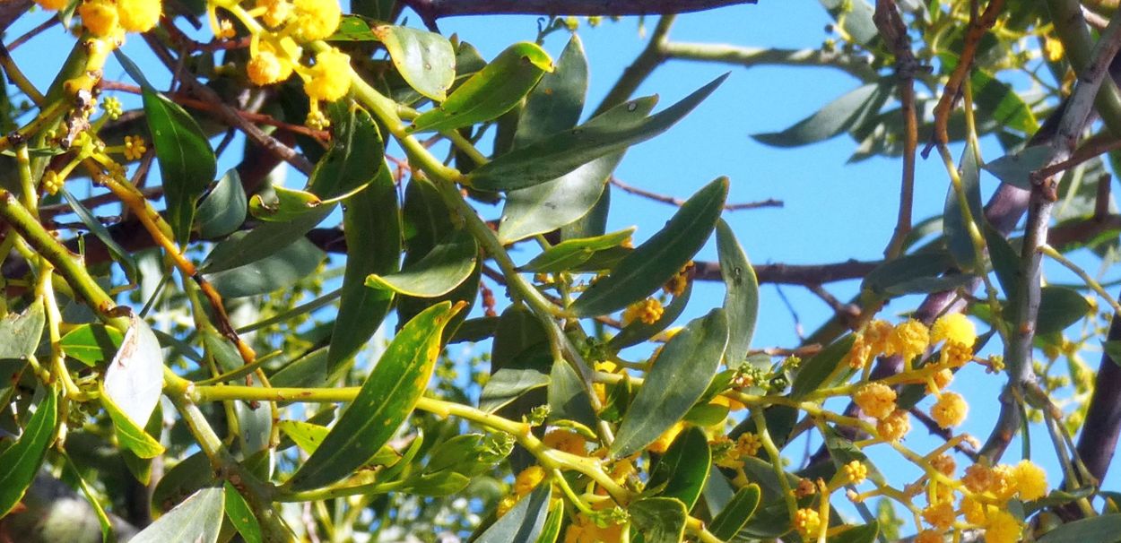 Dall''Australia (WA): Acacia xanthina (Fabaceae)