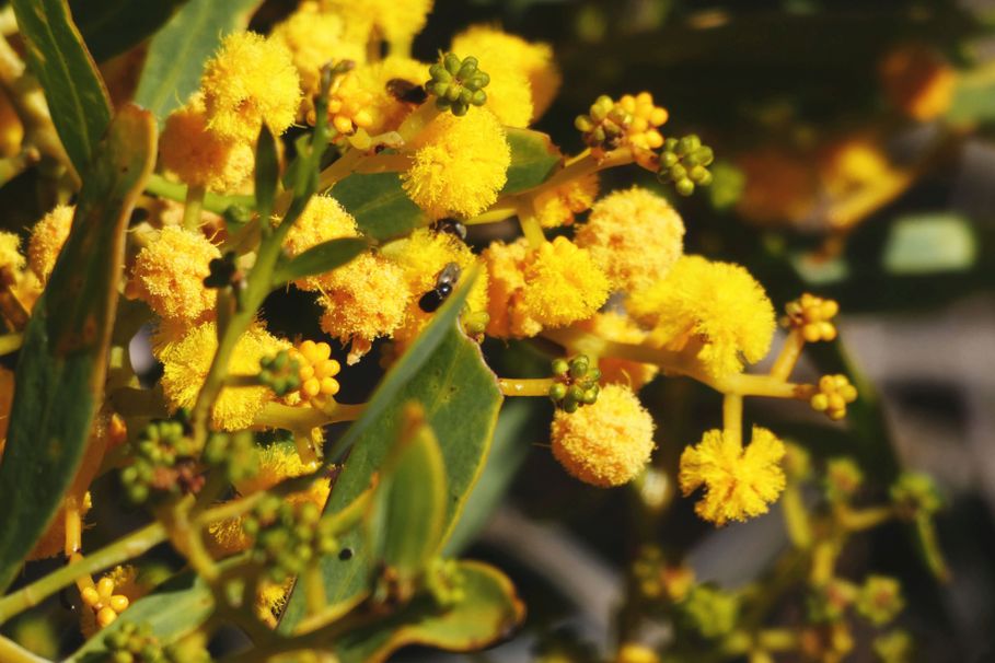 Dall''Australia (WA): Acacia xanthina (Fabaceae)