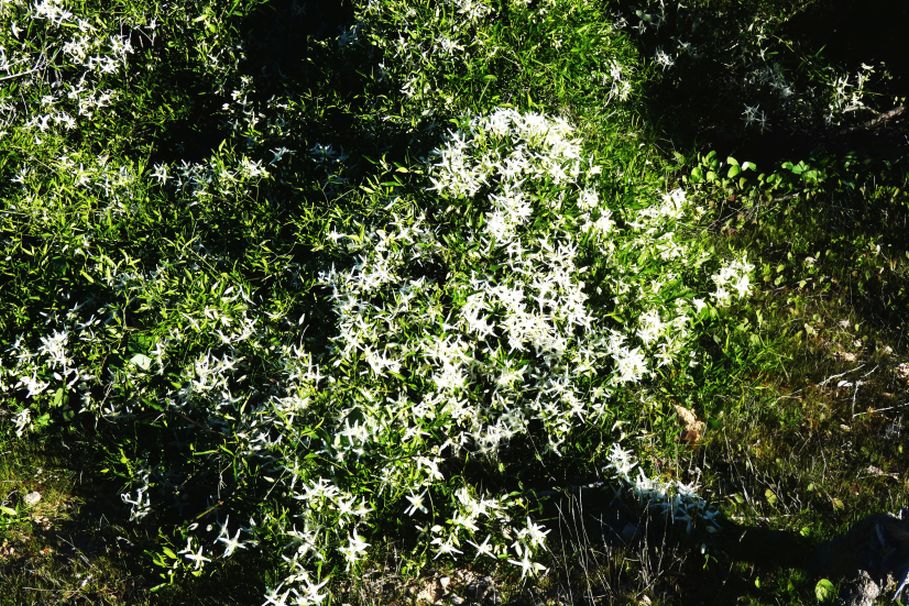 Dall''Australia (WA): Clematis linearifolia ( Ranunculaceae)