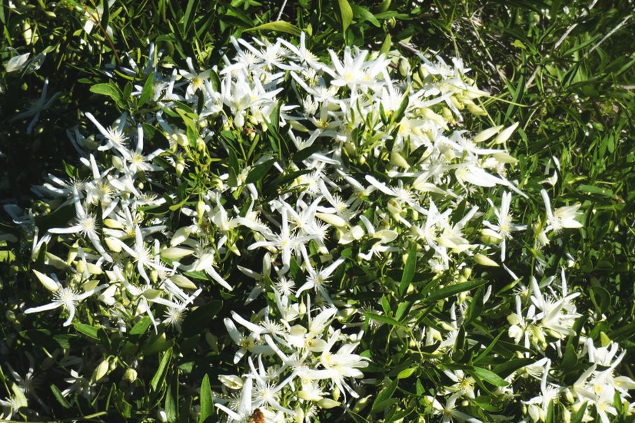Dall''Australia (WA): Clematis linearifolia ( Ranunculaceae)