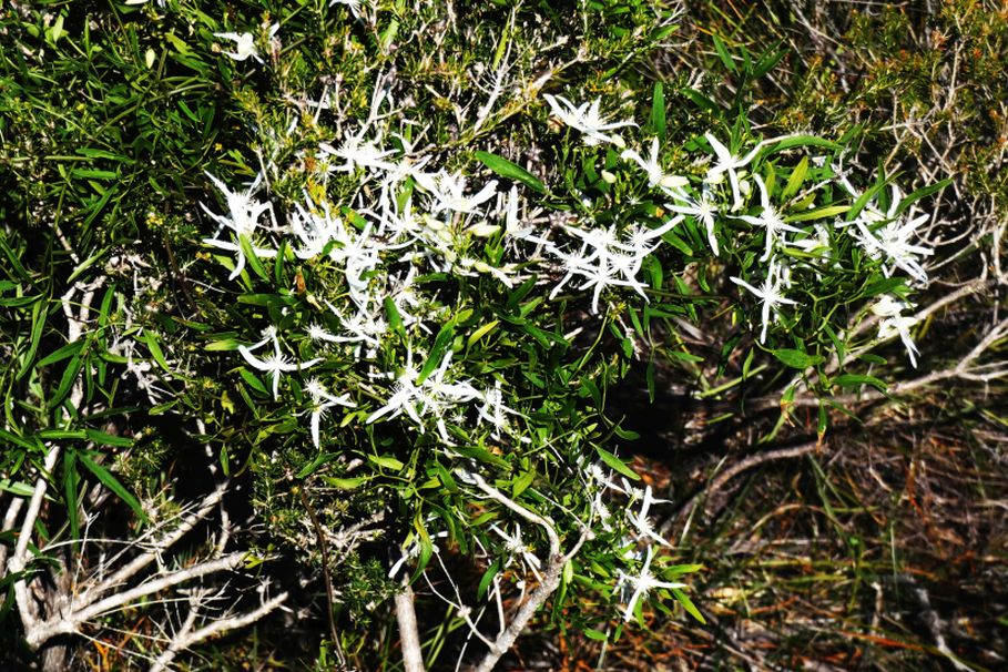 Dall''Australia (WA): Clematis linearifolia ( Ranunculaceae)