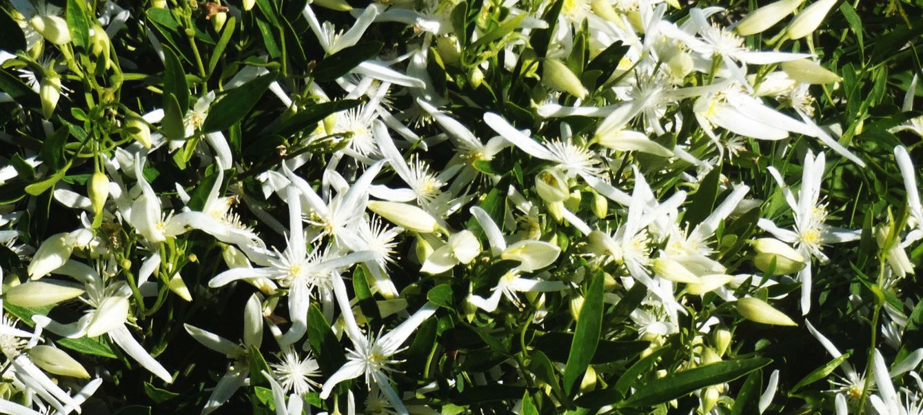 Dall''Australia (WA): Clematis linearifolia ( Ranunculaceae)