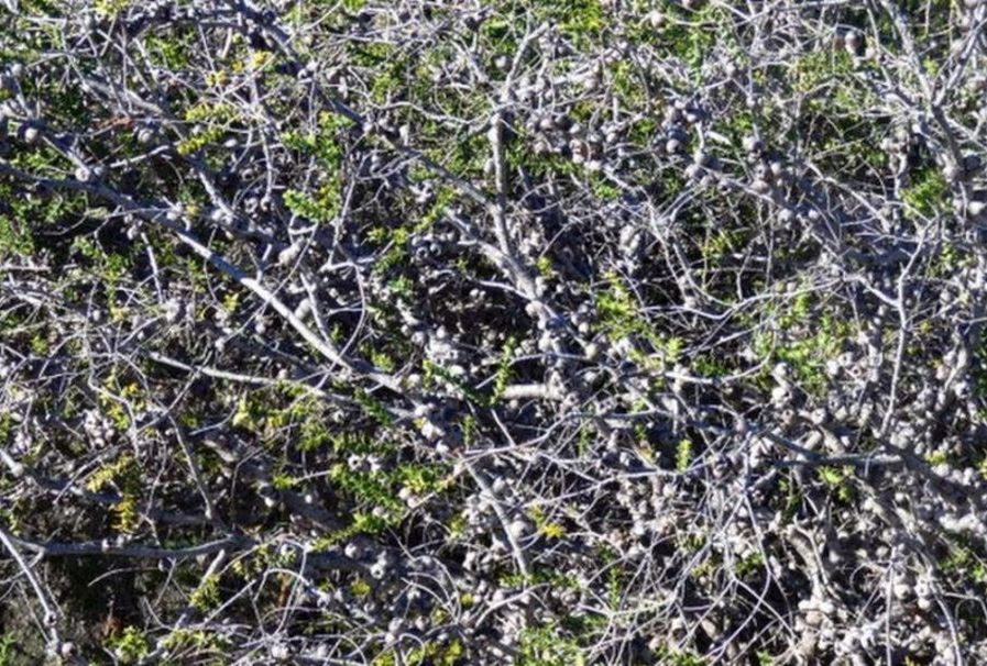 dall''Australia (WA):  Melaleuca sp. (Myrtaceae)