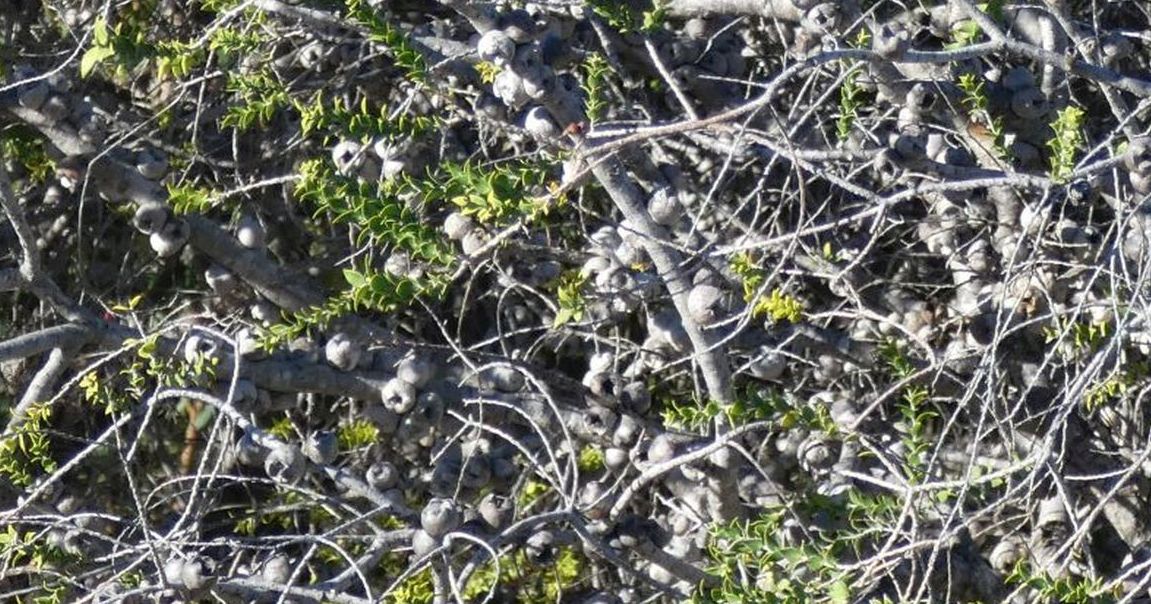 dall''Australia (WA):  Melaleuca sp. (Myrtaceae)