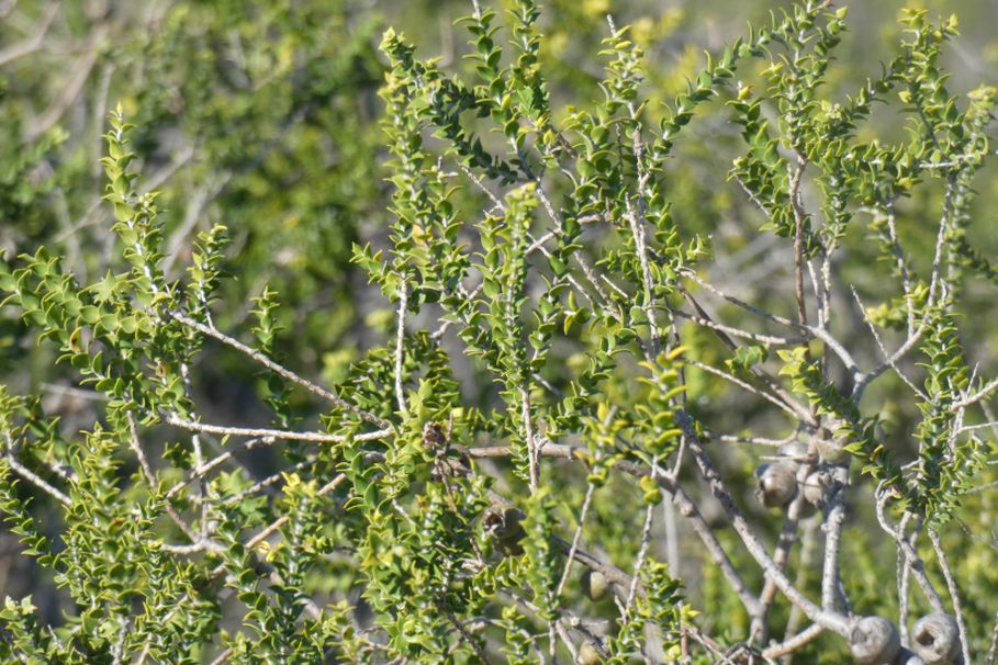 dall''Australia (WA):  Melaleuca sp. (Myrtaceae)