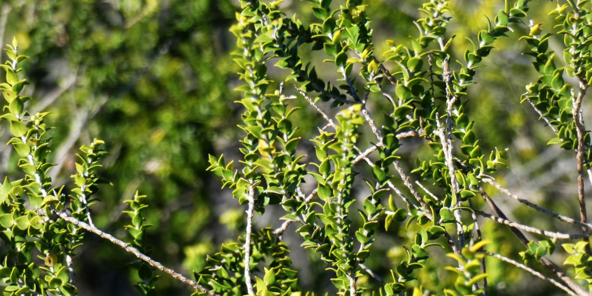 dall''Australia (WA):  Melaleuca sp. (Myrtaceae)