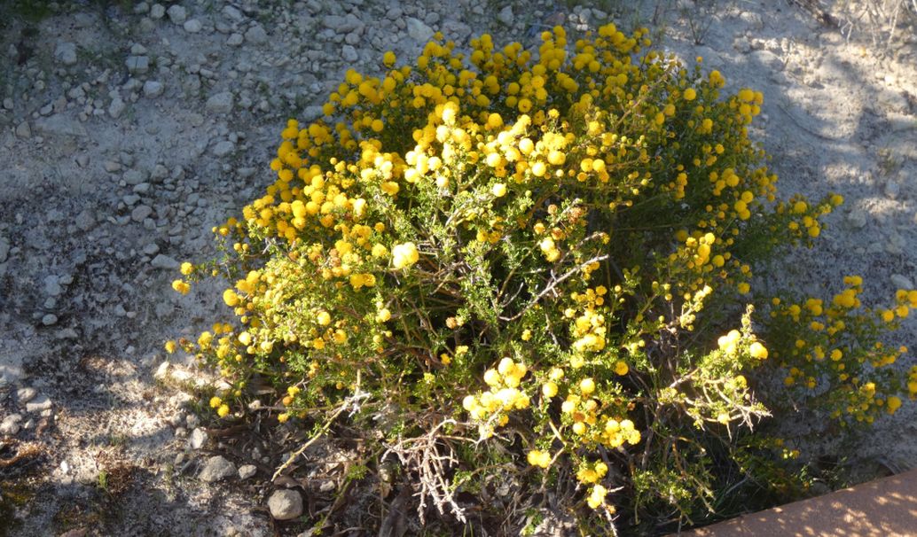 Dall''Australia (WA): Acacia lasiocarpa