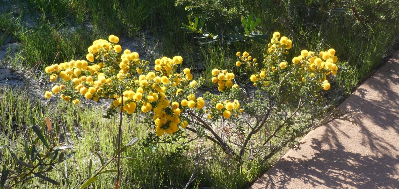 Dall''Australia (WA): Acacia lasiocarpa