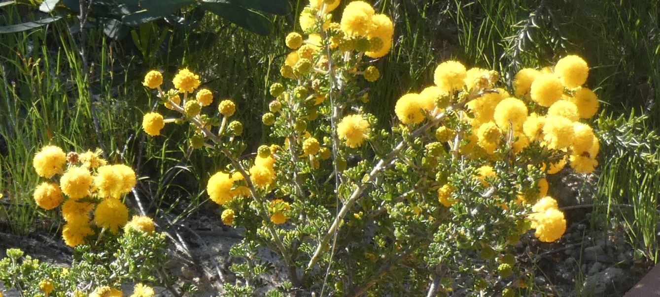 Dall''Australia (WA): Acacia lasiocarpa