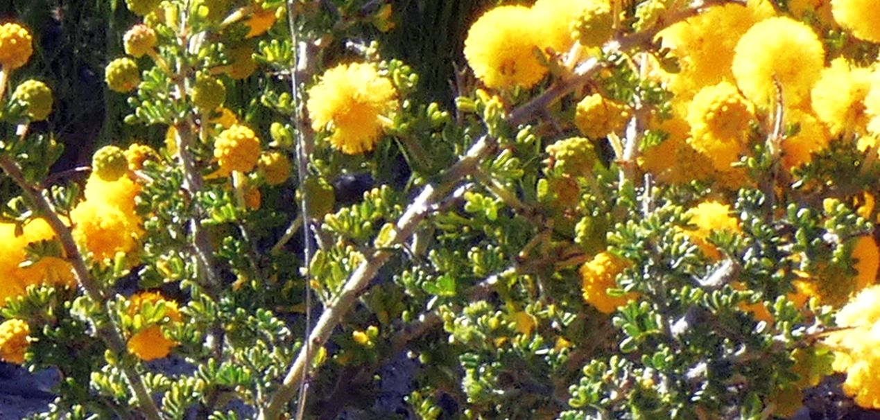 Dall''Australia (WA): Acacia lasiocarpa