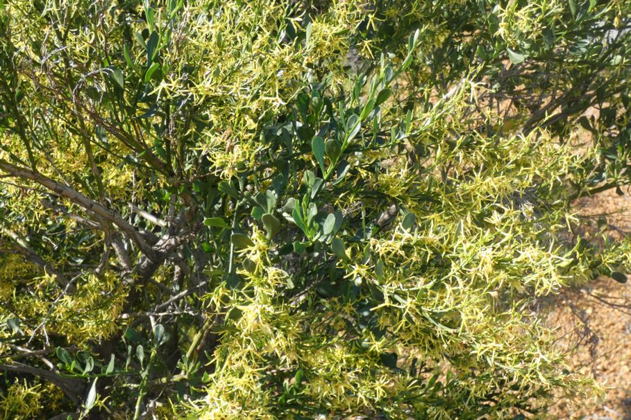 Dall''Australia (WA): Anthocercis ilicifolia (Solanaceae) ?