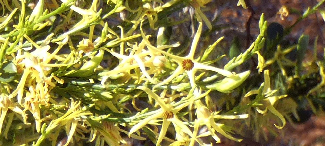 Dall''Australia (WA): Anthocercis ilicifolia (Solanaceae) ?