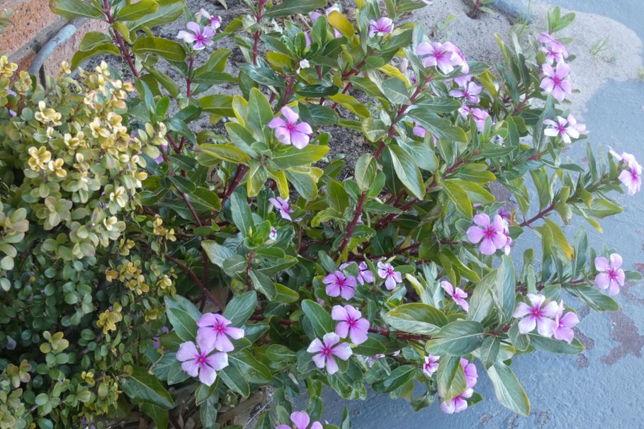 Dall''Australia (WA): Catharanthus roseus (Apocynaceae)