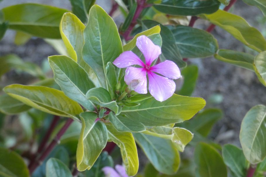 Dall''Australia (WA): Catharanthus roseus (Apocynaceae)