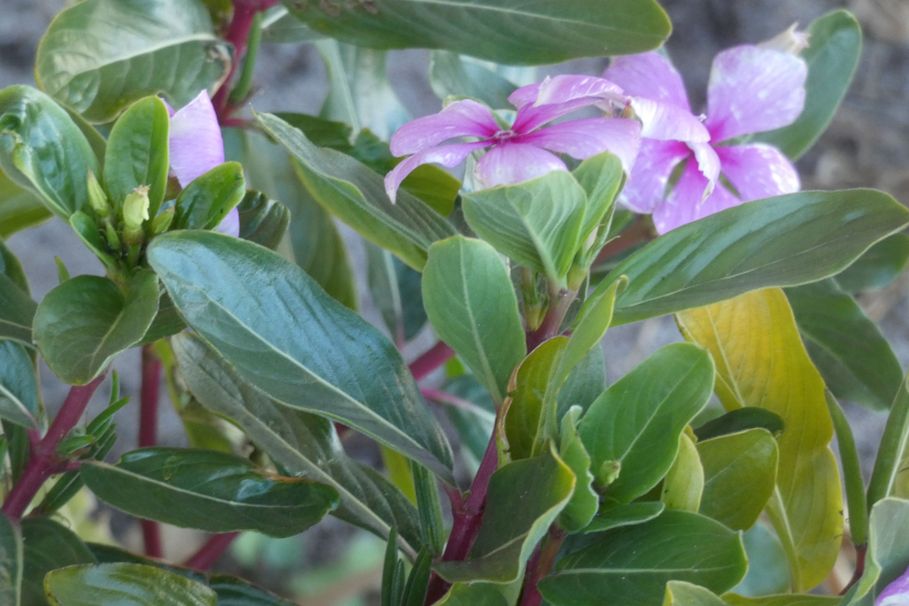 Dall''Australia (WA): Catharanthus roseus (Apocynaceae)