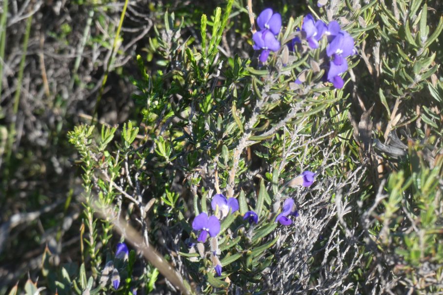 Dall''Australia (WA): Hovea pungens (Fabaceae)