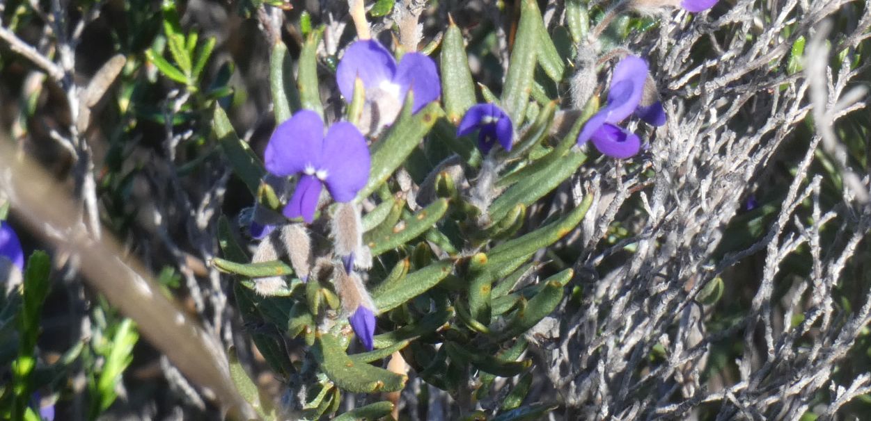 Dall''Australia (WA): Hovea pungens (Fabaceae)