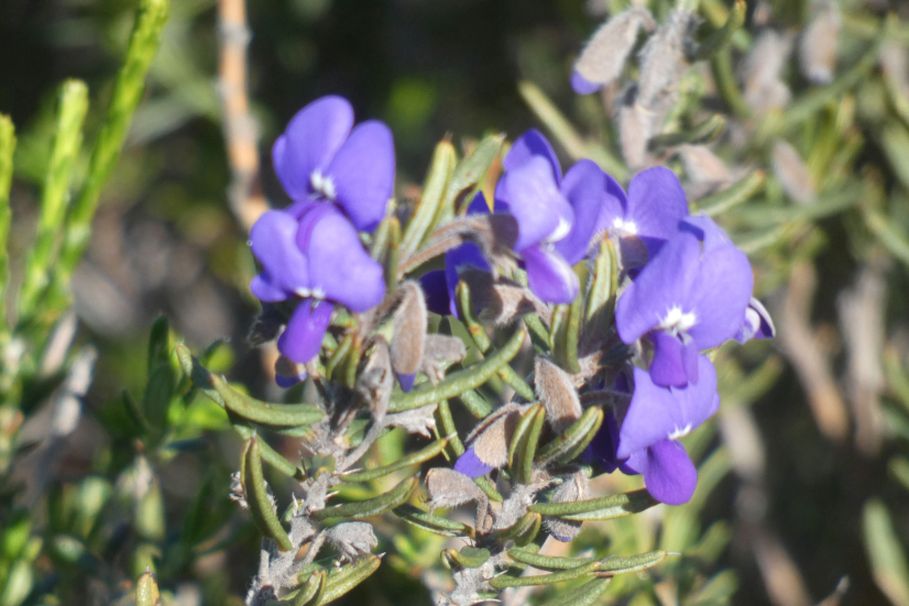 Dall''Australia (WA): Hovea pungens (Fabaceae)