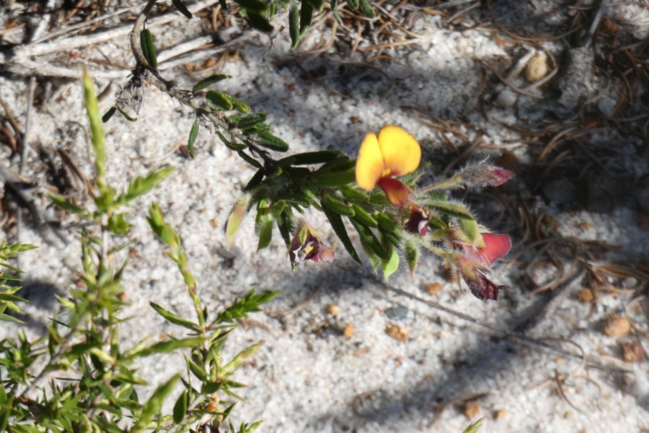 Dall''Australia (WA): Bossiaea eriocarpa (Fabaceae)