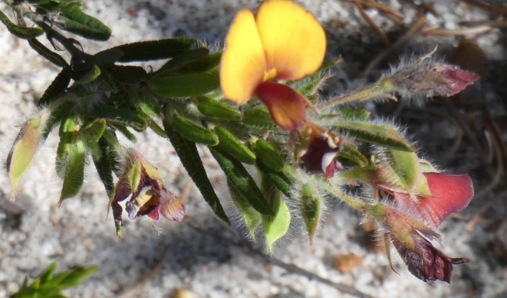 Dall''Australia (WA): Bossiaea eriocarpa (Fabaceae)