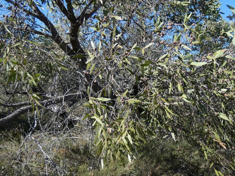 Dall''Australia (WA): Eucalyptus marginata subsp. marginata