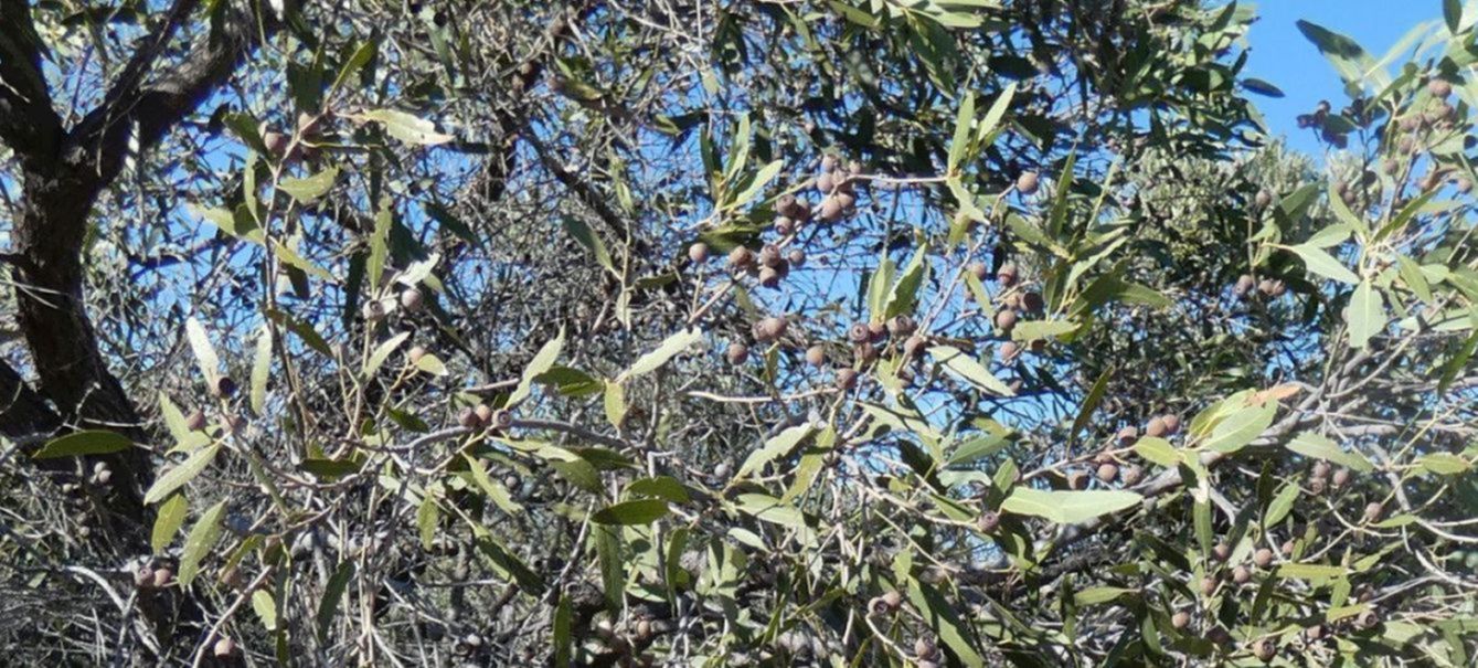 Dall''Australia (WA): Eucalyptus marginata subsp. marginata