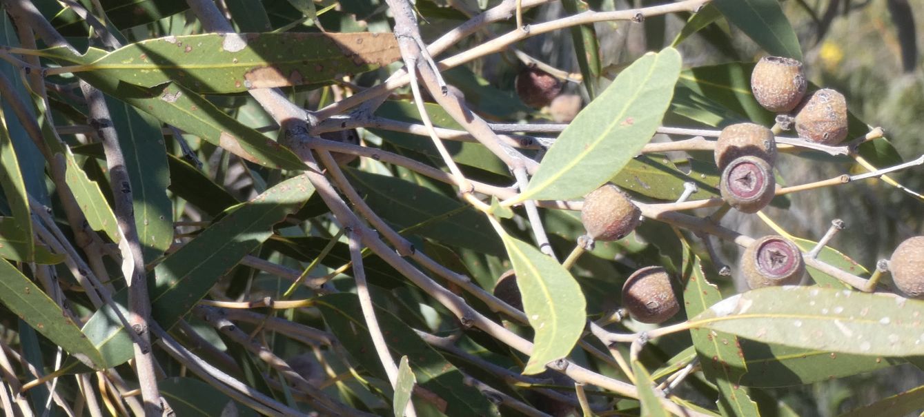 Dall''Australia (WA): Eucalyptus marginata subsp. marginata