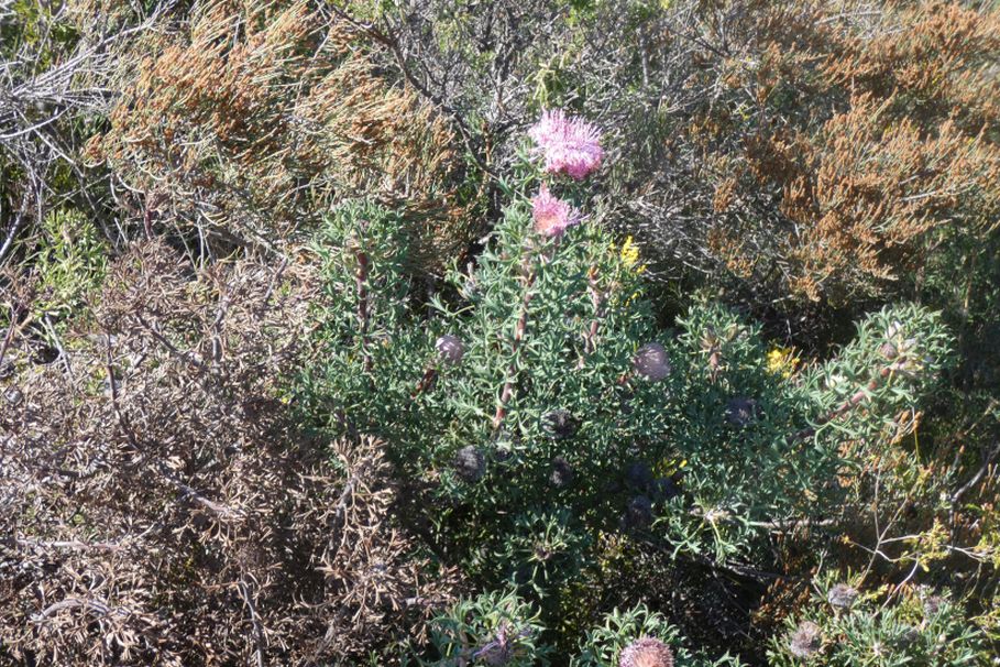 Dall''Australia (WA): Isopogon dubius (Proteaceae)