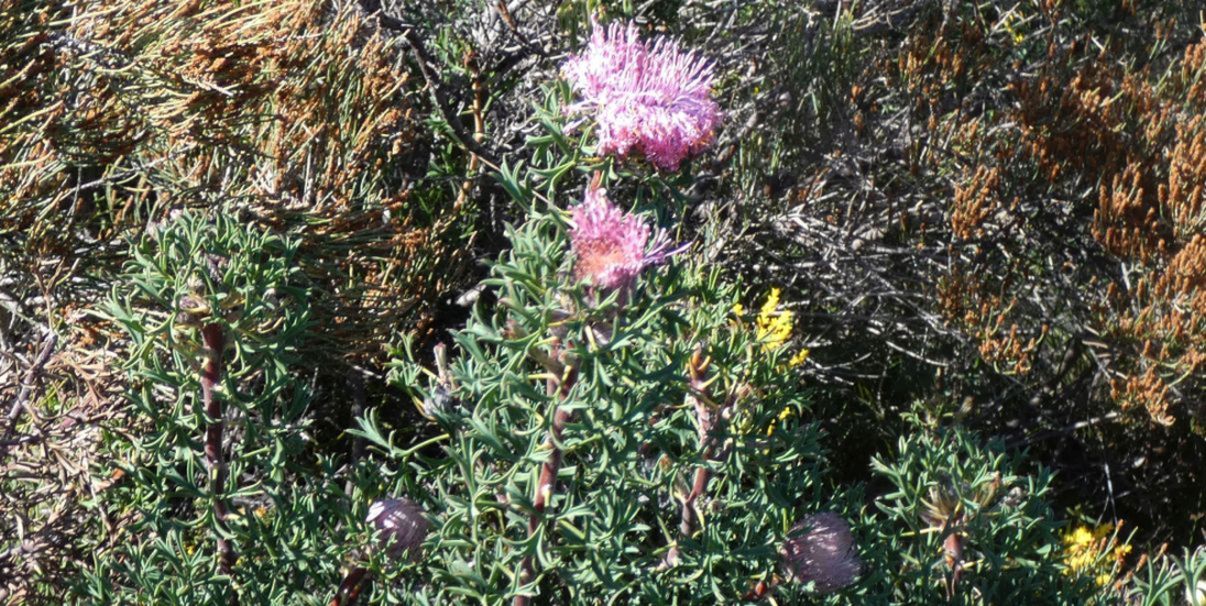 Dall''Australia (WA): Isopogon dubius (Proteaceae)