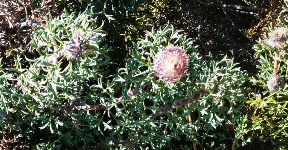 Dall''Australia (WA): Isopogon dubius (Proteaceae)